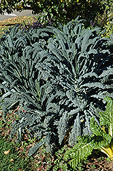 Dinosaur Kale (Brassica oleracea var. sabellica 'Lacinato') at Countryside Flower Shop & Nursery