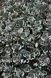 Lidakense Stonecrop (Sedum cauticola 'Lidakense') at Countryside Flower Shop & Nursery