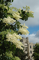 Ivory Silk Japanese Tree Lilac (Syringa reticulata 'Ivory Silk') at Countryside Flower Shop & Nursery
