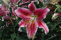 Stargazer Lily (Lilium 'Stargazer') at Countryside Flower Shop & Nursery