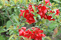Texas Scarlet Flowering Quince (Chaenomeles speciosa 'Texas Scarlet') at Countryside Flower Shop & Nursery