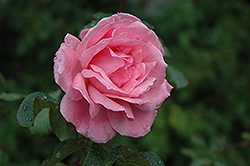 Queen Elizabeth Rose (Rosa 'Queen Elizabeth') at Countryside Flower Shop & Nursery