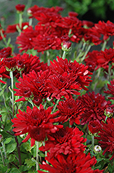 Five Alarm Red Chrysanthemum (Chrysanthemum 'Five Alarm Red') at Countryside Flower Shop & Nursery