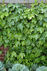 Veitch Boston Ivy (Parthenocissus tricuspidata 'Veitchii') at Countryside Flower Shop & Nursery
