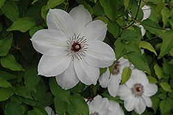Henryi Hybrid Clematis (Clematis 'Henryi') at Countryside Flower Shop & Nursery