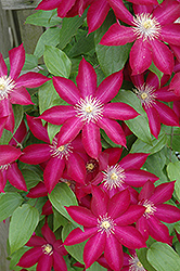 Bourbon Clematis (Clematis 'Bourbon') at Countryside Flower Shop & Nursery