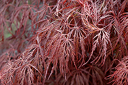 Crimson Queen Japanese Maple (Acer palmatum 'Crimson Queen') at Countryside Flower Shop & Nursery