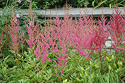 Visions in Pink Chinese Astilbe (Astilbe chinensis 'Visions in Pink') at Countryside Flower Shop & Nursery