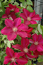 Rebecca Clematis (Clematis 'Rebecca') at Countryside Flower Shop & Nursery
