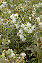 Earliblue Blueberry (Vaccinium corymbosum 'Earliblue') at Countryside Flower Shop & Nursery