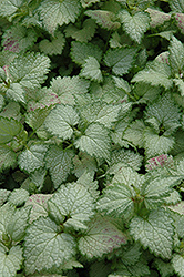 Ghost Spotted Dead Nettle (Lamium maculatum 'Ghost') at Countryside Flower Shop & Nursery