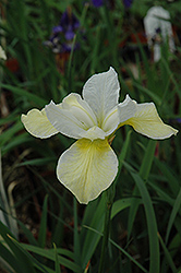 Butter And Sugar Siberian Iris (Iris sibirica 'Butter And Sugar') at Countryside Flower Shop & Nursery