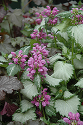 Ghost Spotted Dead Nettle (Lamium maculatum 'Ghost') at Countryside Flower Shop & Nursery