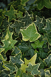 Gold Child Ivy (Hedera helix 'Gold Child') at Countryside Flower Shop & Nursery