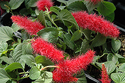 Firetail Chenille Plant (Acalypha hispida) at Countryside Flower Shop & Nursery