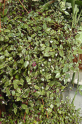 Bridal Veil Spiderwort (Tradescantia 'Bridal Veil') at Countryside Flower Shop & Nursery
