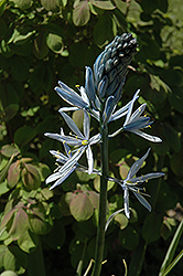 Wild Hyacinth (Camassia scilloides) at Countryside Flower Shop & Nursery