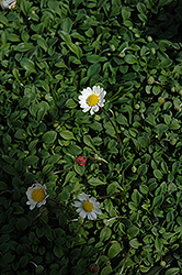 Miniature Mat Daisy (Bellium minutum) at Countryside Flower Shop & Nursery