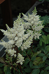 Younique White Astilbe (Astilbe 'Verswhite') at Countryside Flower Shop & Nursery