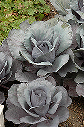 Ruby Perfection Red Cabbage (Brassica oleracea var. capitata 'Ruby Perfection') at Countryside Flower Shop & Nursery