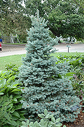 Sester Dwarf Blue Spruce (Picea pungens 'Sester Dwarf') at Countryside Flower Shop & Nursery