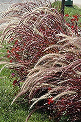 Fireworks Fountain Grass (Pennisetum setaceum 'Fireworks') at Countryside Flower Shop & Nursery