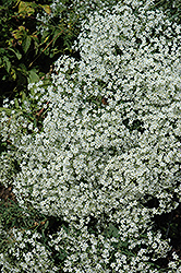 Flowering Spurge (Euphorbia corollata) at Countryside Flower Shop & Nursery