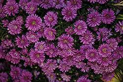 Pink Henry Aster (Aster 'Pink Henry') at Countryside Flower Shop & Nursery