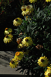 Mohave Yellow Strawflower (Bracteantha bracteata 'KLEBB08392') at Countryside Flower Shop & Nursery