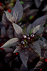 Black Pearl Ornamental Pepper (Capsicum annuum 'Black Pearl') at Countryside Flower Shop & Nursery