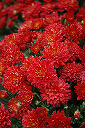 Hestia Hot Red Chrysanthemum (Chrysanthemum 'Hestia Hot Red') at Countryside Flower Shop & Nursery