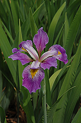 Southern Blue Flag Iris (Iris virginica) at Countryside Flower Shop & Nursery
