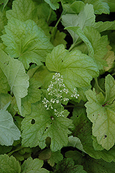 Electric Lime Coral Bells (Heuchera 'Electric Lime') at Countryside Flower Shop & Nursery