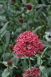 Red Valerian (Centranthus ruber var. coccineus) at Countryside Flower Shop & Nursery