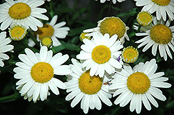 White Mountain Shasta Daisy (Leucanthemum x superbum 'White Mountain') at Countryside Flower Shop & Nursery