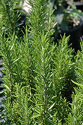 Barbeque Rosemary (Rosmarinus officinalis 'Barbeque') at Countryside Flower Shop & Nursery