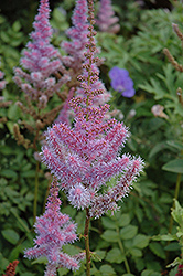 Purple Candles Astilbe (Astilbe chinensis 'Purple Candles') at Countryside Flower Shop & Nursery