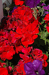 Dynamo Red Geranium (Pelargonium 'Dynamo Red') at Countryside Flower Shop & Nursery