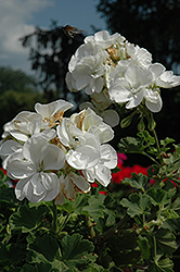 Dynamo White Geranium (Pelargonium 'Dynamo White') at Countryside Flower Shop & Nursery