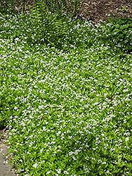 Sweet Woodruff (Galium odoratum) at Countryside Flower Shop & Nursery