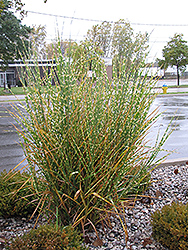 Porcupine Grass (Miscanthus sinensis 'Strictus') at Countryside Flower Shop & Nursery