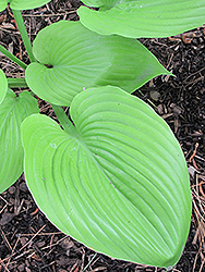 Sum and Substance Hosta (Hosta 'Sum and Substance') at Countryside Flower Shop & Nursery