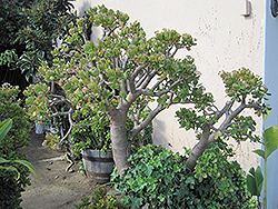 Jade Plant (Crassula ovata) at Countryside Flower Shop & Nursery