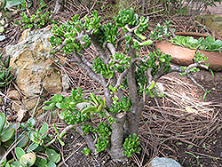 Gollum Jade Plant (Crassula ovata 'Gollum') at Countryside Flower Shop & Nursery