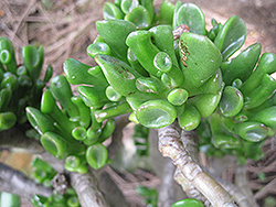 Gollum Jade Plant (Crassula ovata 'Gollum') at Countryside Flower Shop & Nursery