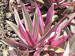 Variegated Moses In The Cradle (Tradescantia spathacea 'Variegata') at Countryside Flower Shop & Nursery