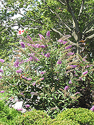 Pink Delight Butterfly Bush (Buddleia davidii 'Pink Delight') at Countryside Flower Shop & Nursery