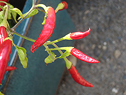 Thai Super Chili Pepper (Capsicum annuum 'Thai Super Chili') at Countryside Flower Shop & Nursery