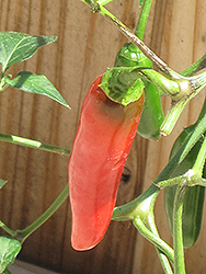 Serrano Hot Pepper (Capsicum annuum 'Serrano') at Countryside Flower Shop & Nursery
