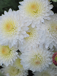 Mildred White Chrysanthemum (Chrysanthemum 'Mildred White') at Countryside Flower Shop & Nursery